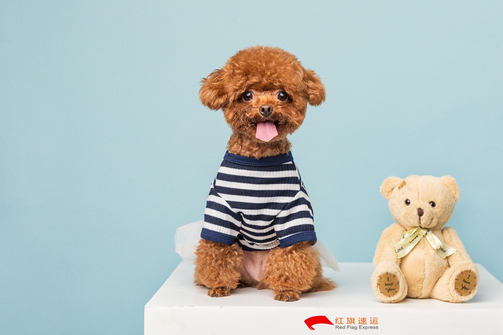 16588036306932.jpg 攝圖網(wǎng)_501390256_貴賓犬小泰迪(企業(yè)商用)_副本.jpg